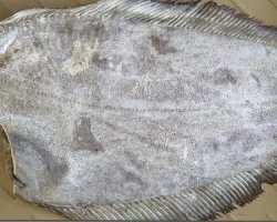 Halibut tusza