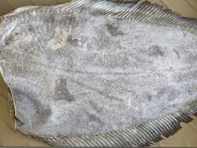 Halibut tusza