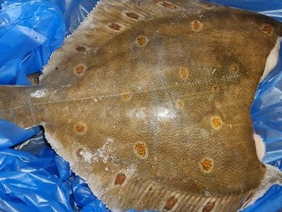 turbot